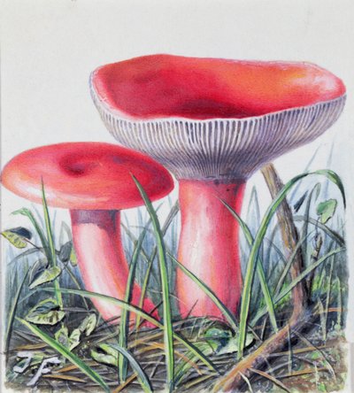 Studie van Schimmel door Josef Fleischmann